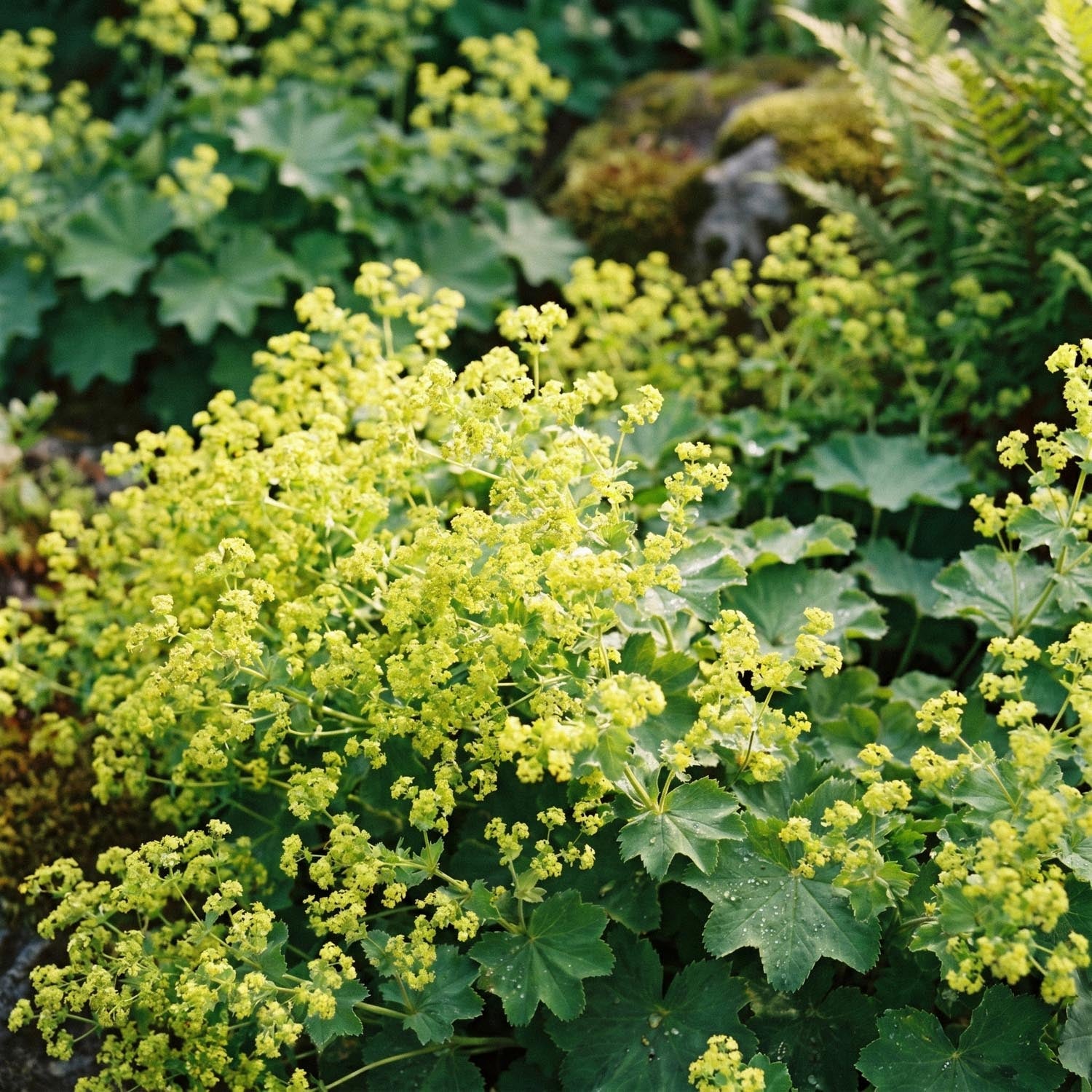 Vrouwenmantel, Alchemilla 'Robustica'