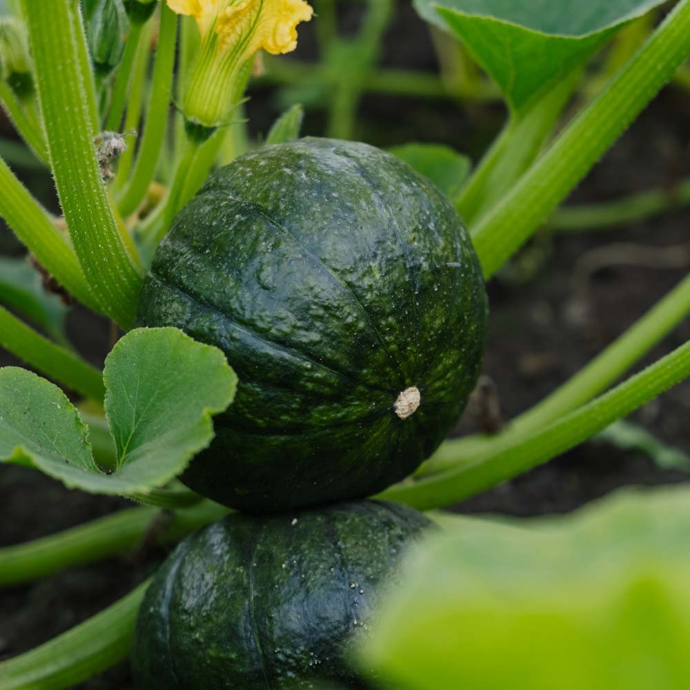 Winterpompoenzaden 'Zappalito' - 4 biologische zaden