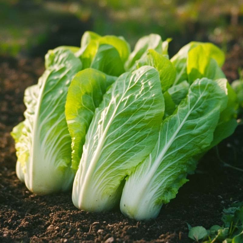 Witlofsalade zaad 'Zuckerhut' - 200 biologische zaden