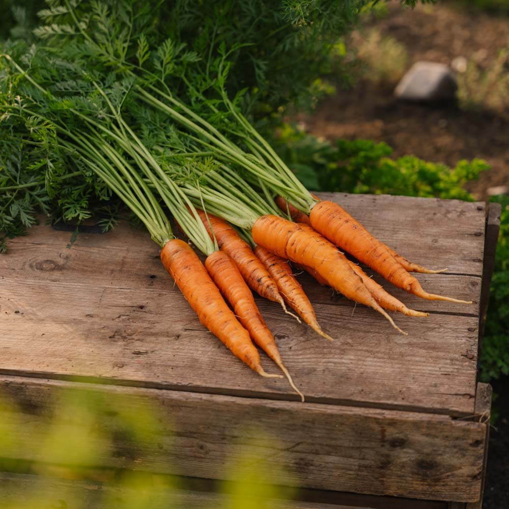 Wortel zaden 'Nantes 2' - 500 biologische zaden