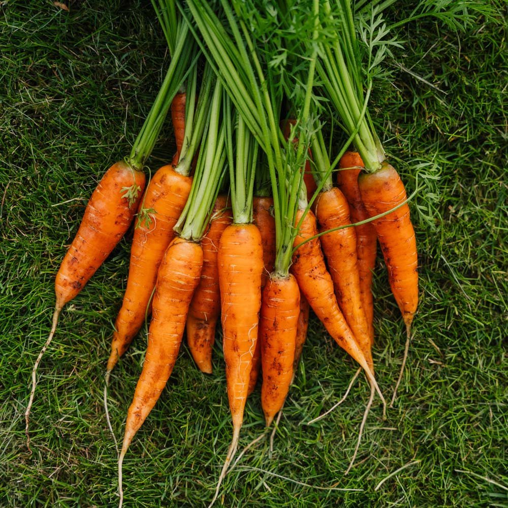 Wortelzaden 'Milan' - 500 biologische zaden