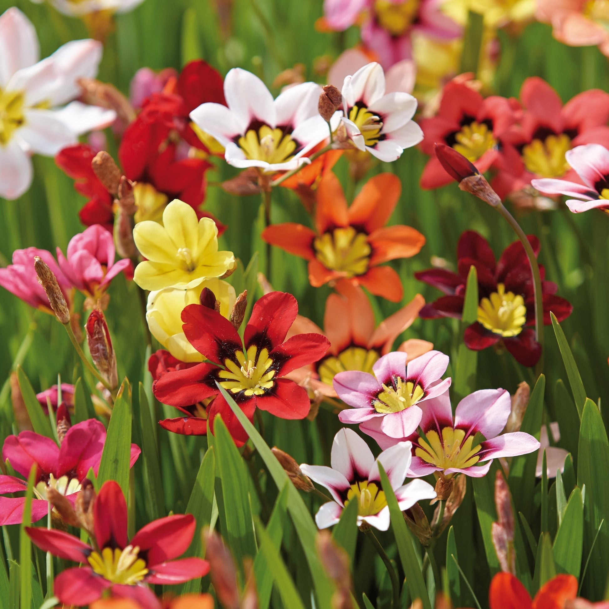 Zigeunerbloem, Sparaxis 'Mixed'