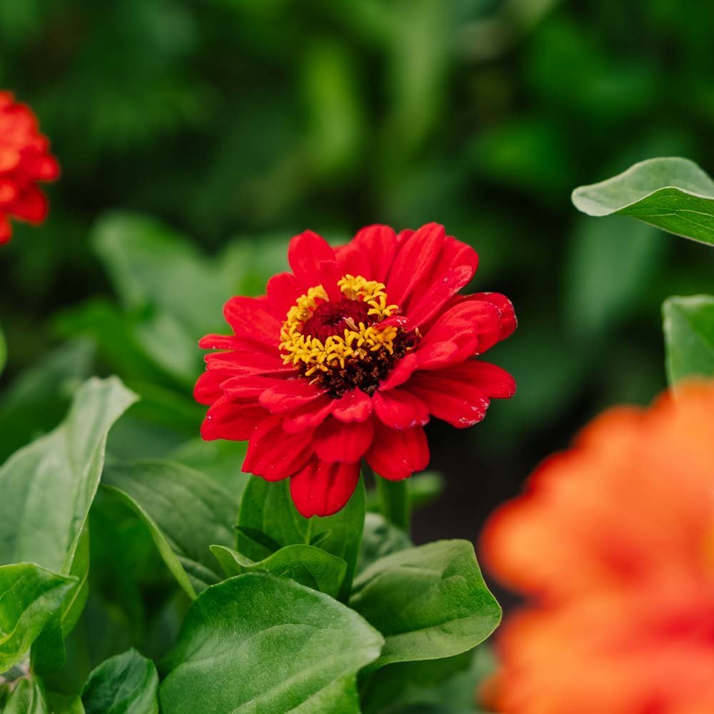Zinnia zaden 'Carroussel' - 50 biologische zaden