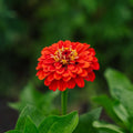 Zinnia zaden 'Carroussel' - 50 biologische zaden