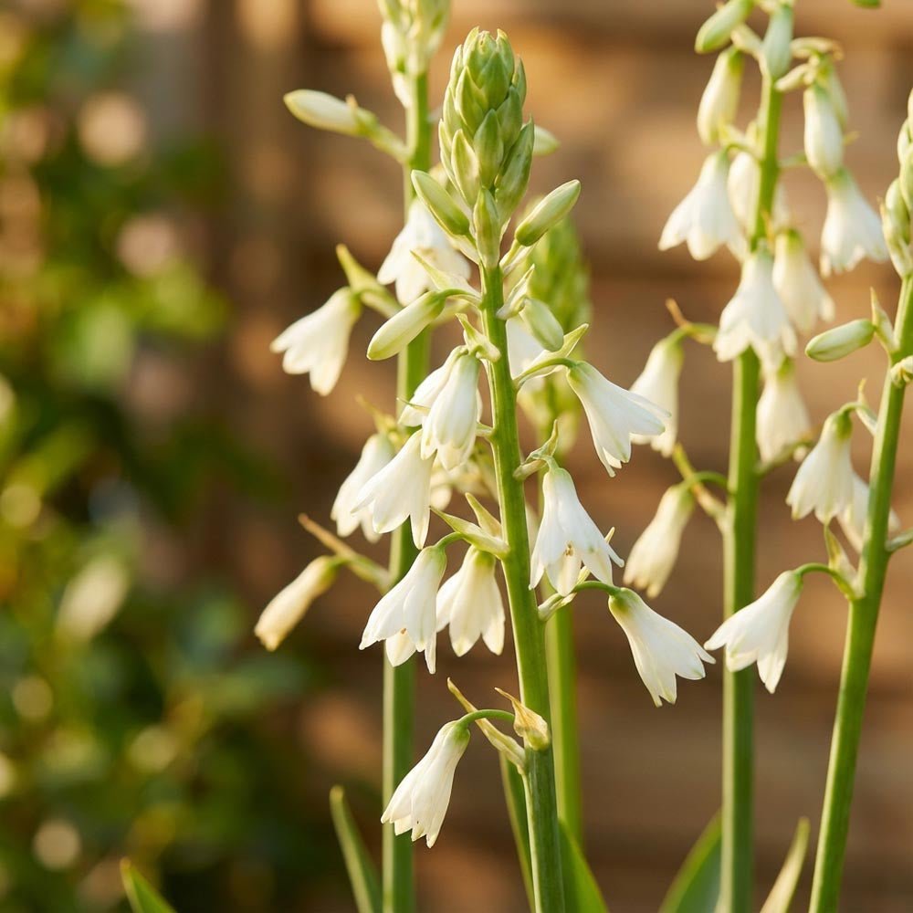 Zomerhyacint, Galtonia Candicans
