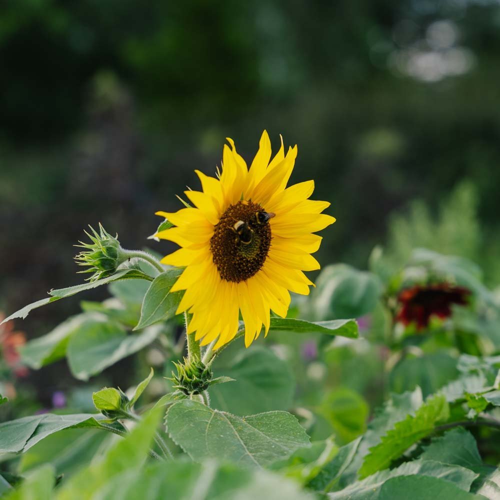 Zonnebloem 'Helianthus debilis' - 40 biologische zaden