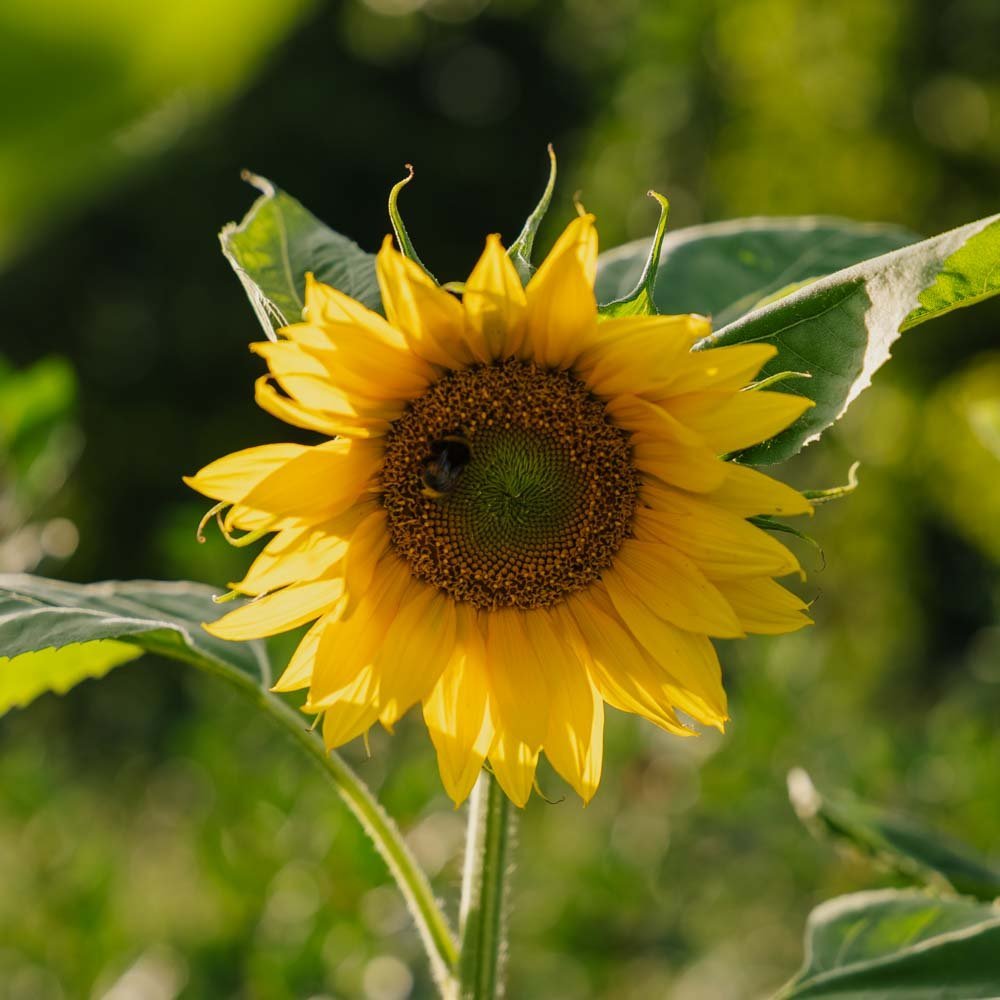 Zonnebloempitten - 15 biologische zaden