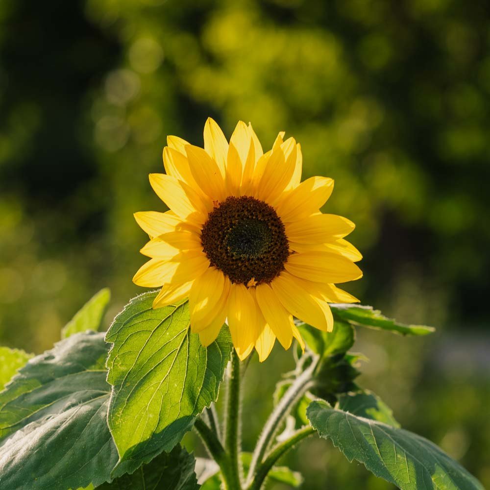 Zonnebloempitten 'Medium Flowered' - 20 biologische zaden