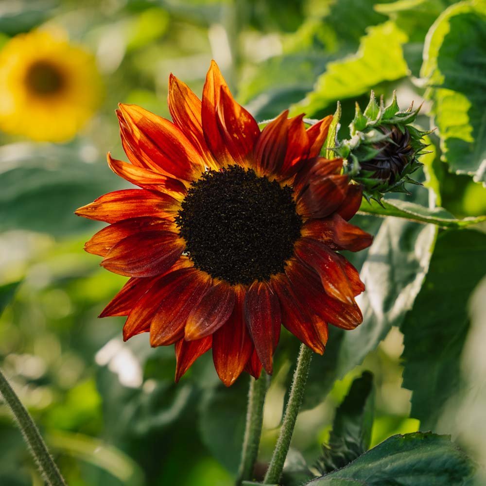 Zonnebloempitten 'Velvet Queen' - 10 biologische zaden