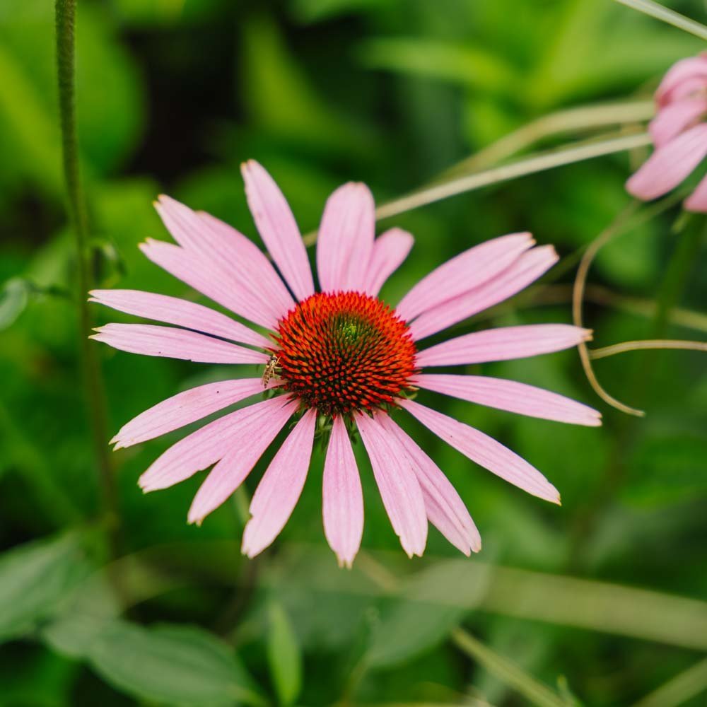 Zonnehoedzaden - 90 biologische zaden