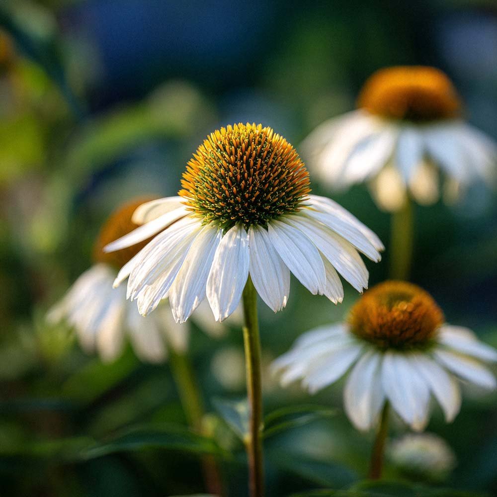 Zonnehoedzaden 'White Swan' - 20 biologische zaden