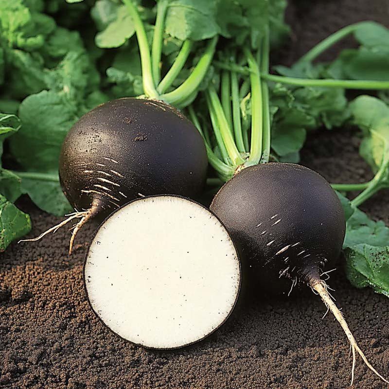 Zwarte radijszaden 'Black Spanish Round' - 50 biologische zaden